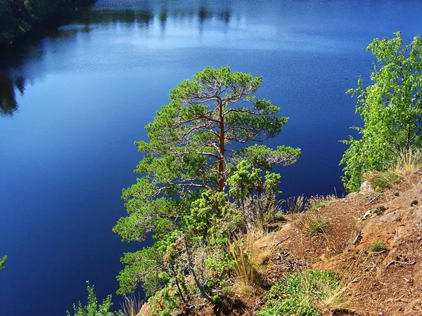 Hermoso paisaje con pino en el lago . —  Fotos de Stock