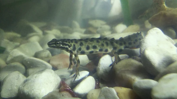 Ordinary newt in the aquarium.