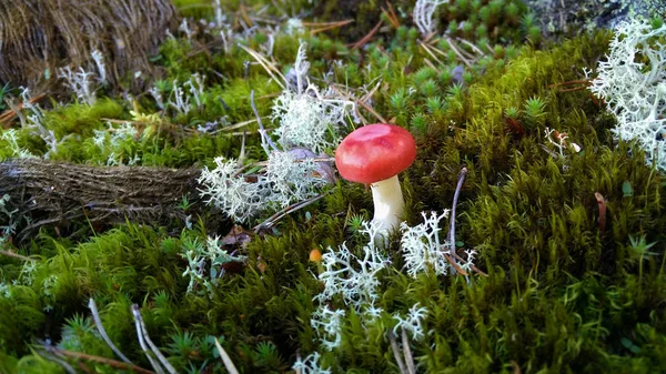 Den vackra svampen Russula växte upp i skogen. — Stockfoto