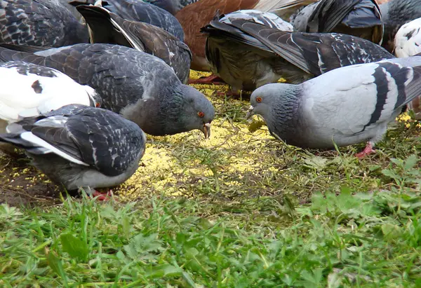 A lot of pigeons pecking grain on the grass. — Stock Photo, Image