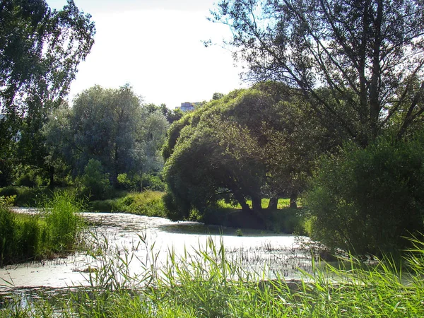 Schöne Sommerlandschaft grüner Park. — Stockfoto