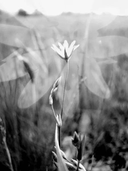 Une Marguerite solitaire fleurit peut-être un soir chaud . — Photo