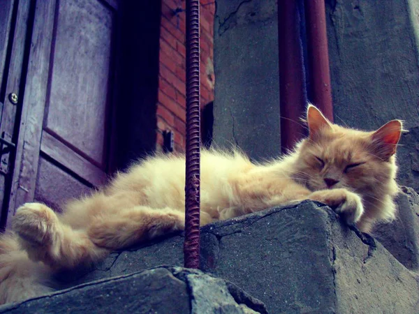 A red Persian cat rests on the stairs. — Stock Photo, Image