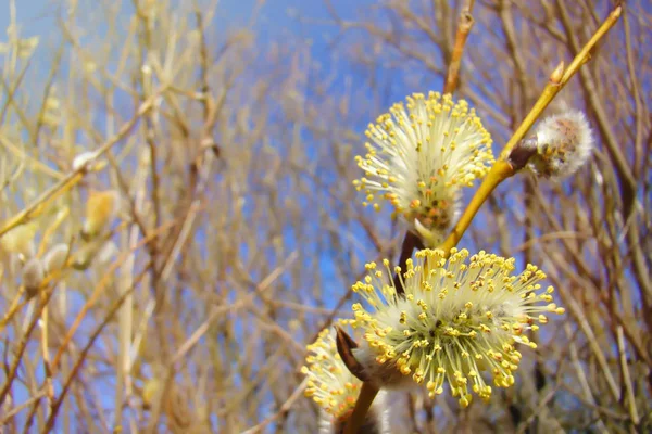 青空の背景に黄色の花粉と柳のふわふわ明るい芽. — ストック写真