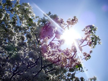 mayıs güneş ışınları altında çiçekleri.