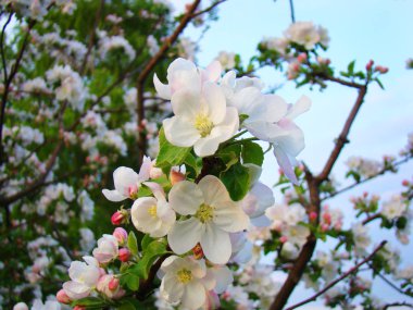 Elma ağacının beyaz ve pembe çiçekleri çiçek açtı.