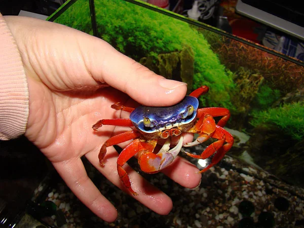 Colourful rainbow crab to the hand