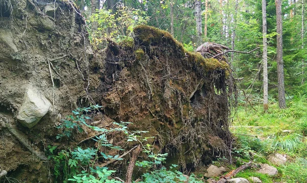 森林中一棵大倒下的树的根. — 图库照片