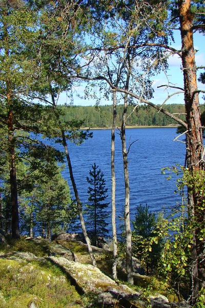 Hermoso paisaje forestal con pinos verdes y un lago a través de las ramas . —  Fotos de Stock