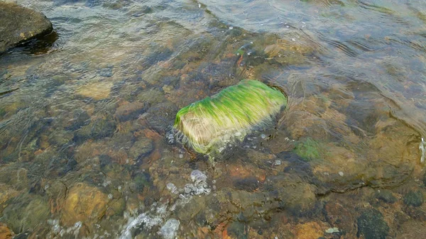 Baksteen in het water begroeid met groene algen — Stockfoto