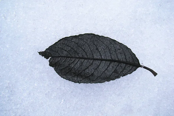 Feuille noire flétrie couchée sur un fond de neige blanche . — Photo