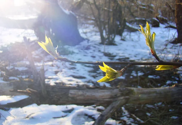 Junge Blätter blühen im zeitigen Frühling auf einem Ast. — Stockfoto