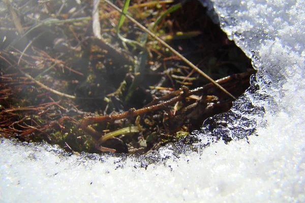 Décongelé dans la neige et l'herbe verte . — Photo