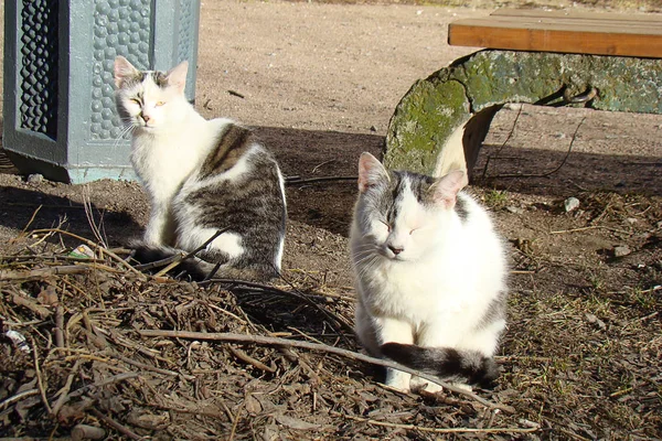 Un par de gatos callejeros blancos en el suelo . — Foto de Stock