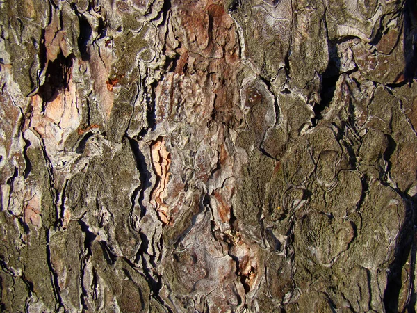 Immagine di sfondo della struttura rugosa della corteccia del vecchio pino — Foto Stock