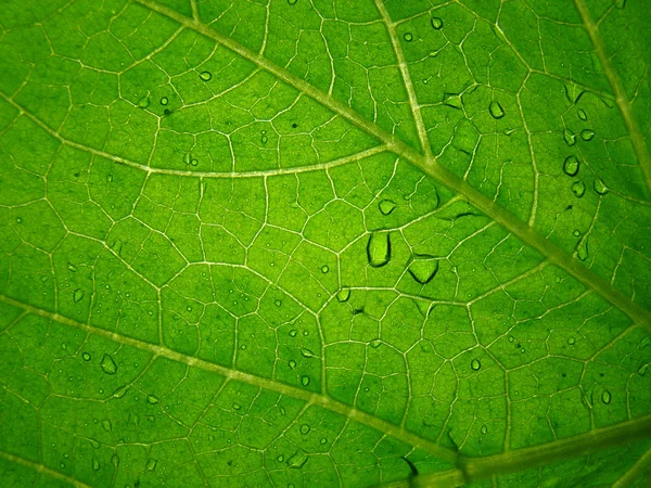 Grünes Blatt mit Wassertropfen, wenn vergrößert. — Stockfoto