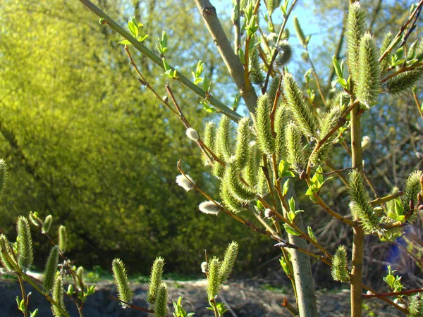 A beautiful spring natural landscape branches covered with blossoming buds. — Stock Photo, Image