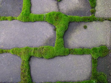 Yosun yeşili gri tuğlaların etrafında birikir.