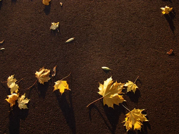 Koyu asfalt üzerinde parlak sarı akçaağaç yaprakları.
