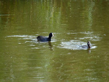 Ördekler bölgeyi böler ve yabancıları uzaklaştırın.