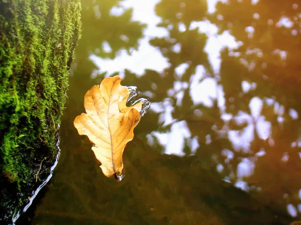 Ze stromu do řeky spadl dubový list — Stock fotografie
