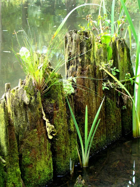 Soportes de madera antiguos son todo lo que queda del puente en el río . — Foto de Stock