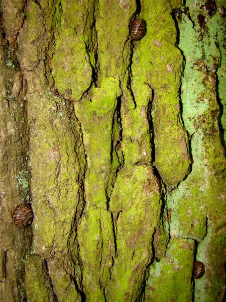 Tre lumache nascoste nella corteccia di un albero . — Foto Stock