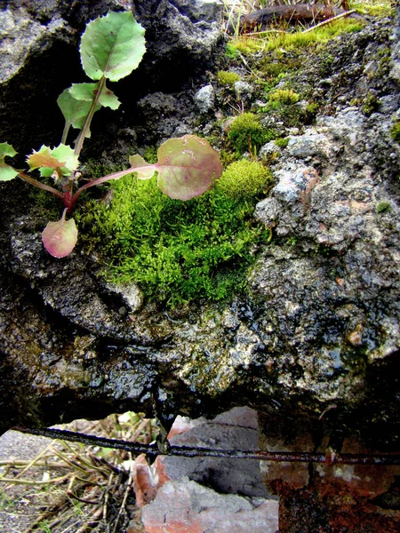 Jeune herbe verte a grandi sur les ruines du bâtiment . — Photo