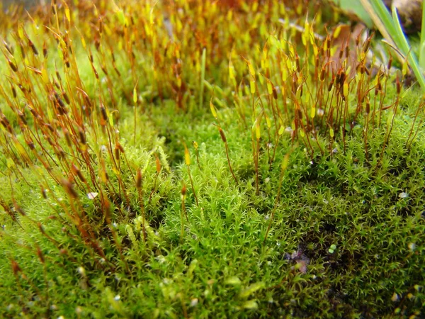 La mousse verte pousse comme une forêt de fées . — Photo