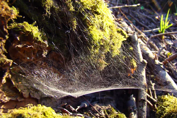 Ein malerisches Netz, wie ein glänzendes Netz, in der Nähe eines Baumes im Wald. — Stockfoto