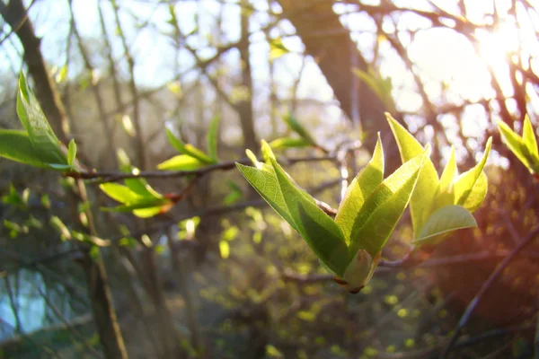 Junge grüne Blätter blühen im Frühling auf den Zweigen des Baumes. — Stockfoto