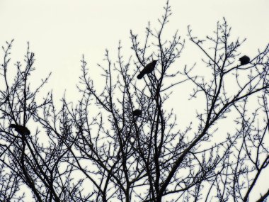 siyah kanatlı kargalar çıplak dalları üzerinde oturup