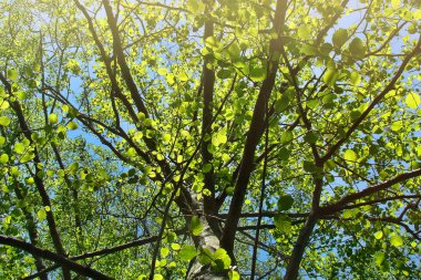 Ağacın pitoresk parlak yeşil taç