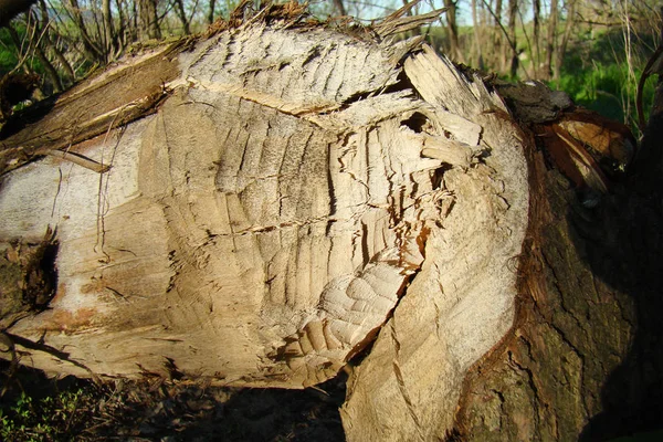 Un tronco de árbol caído, mordido por castores — Foto de Stock