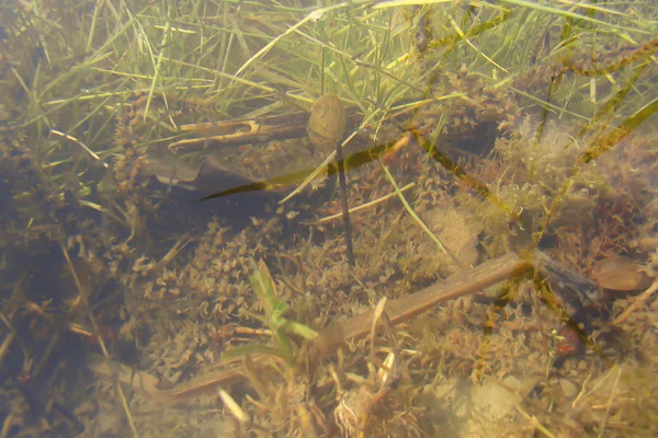 Habitat onder de wateroppervlakte. — Stockfoto