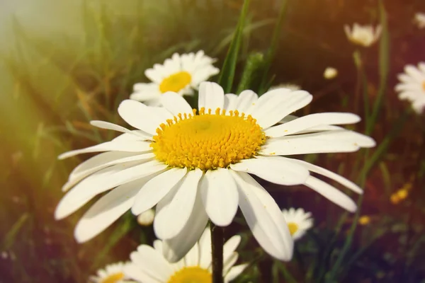 Bela flor Daisy em um dia ensolarado . — Fotografia de Stock