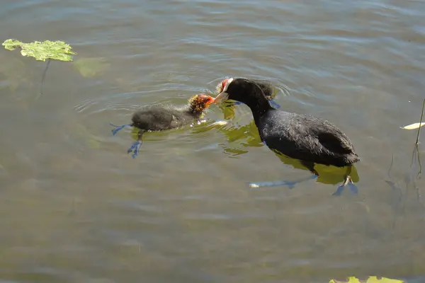 A galinha alimenta a sua cria. . — Fotografia de Stock