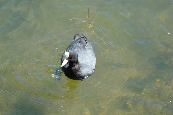 Waterfowl coot in the water. — Stock Photo, Image