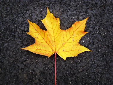 Sarı akçaağaç yaprağı koyu asfalt üzerine düştü.
