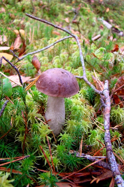 Velvet Mushroom växte i skogen på den gröna mossan. — Stockfoto