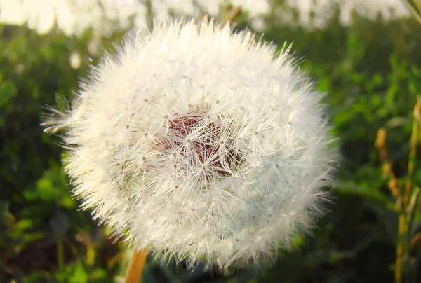 白いふわふわタンポポの花 — ストック写真