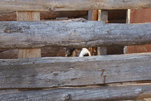 Bir bekçi köpeği tahta tahtaların arkasında bir çayırda oturur. — Stok fotoğraf