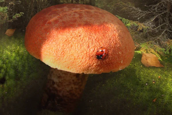 Un hermoso hongo de álamo con un sombrero naranja brillante — Foto de Stock