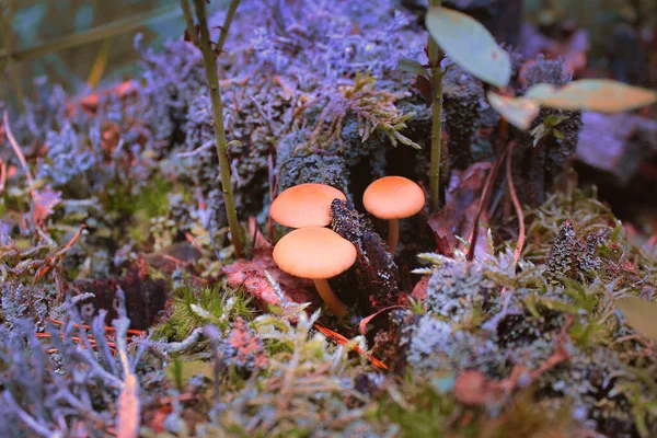 Belos cogumelos entre a vegetação . — Fotografia de Stock