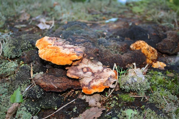 Ein orangefarbener Zunder-Pilz wächst auf einem Baumstumpf. — Stockfoto