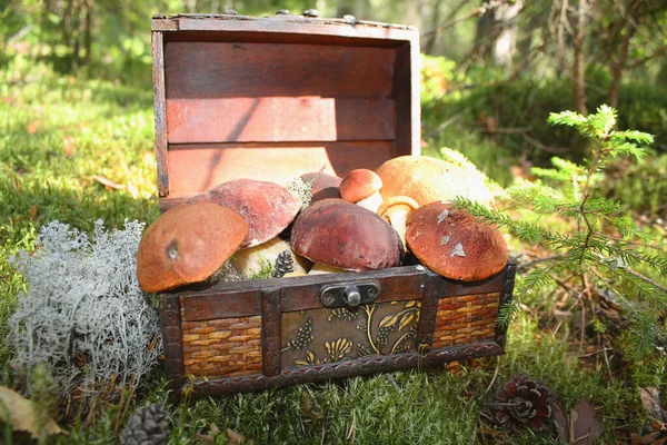 Beautiful edible mushrooms, white and aspen in a wooden box on the background of a picturesque forest.