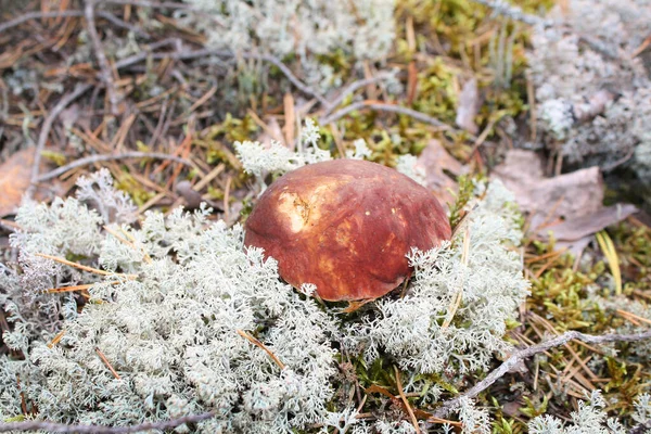 Gyönyörű boletus gomba fehér zuzmóban. — Stock Fotó