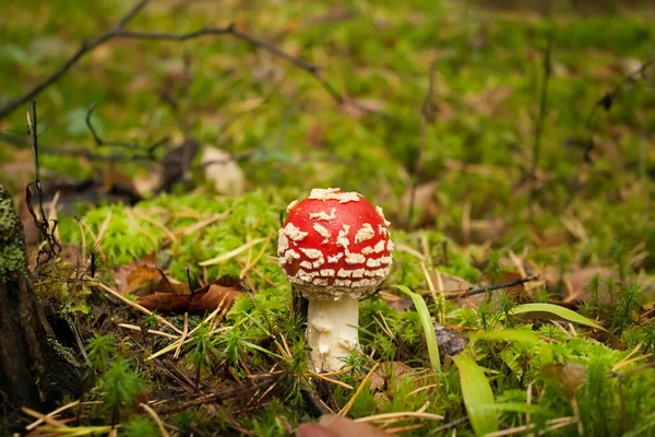 Vacker svamp flyga agarisk i en pittoresk skog. — Stockfoto