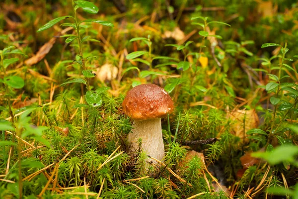 Mignon petit champignon bolet pousse dans une forêt verte. — Photo