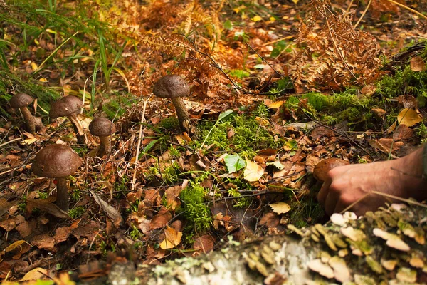 Att samla ätbar svamp i skogen är en aktiv och spännande aktivitet. — Stockfoto